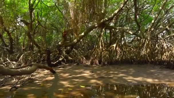 Rivier Het Regenwoud Van Australië Actie Kalme Rivier Jungles Hete — Stockvideo