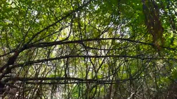 Перехід Через Тропічний Ліс Великими Деревами Зеленими Коронками Дія Низький — стокове відео