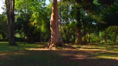 Büyüyen güzel bir ormanda gün ışığı parlar. Başla. Güneşli bir yaz gününde Sequoia devasa yeşil ağaçları