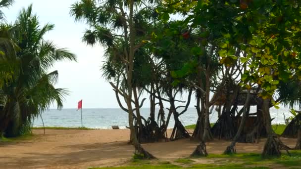 Вид Деревья Ветвями Фоне Морского Пляжа Начали Дорога Тропическими Деревьями — стоковое видео