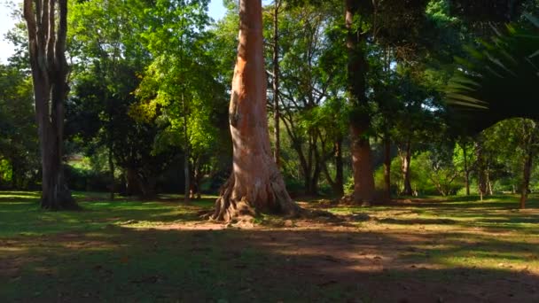 Zonlicht Schijnt Een Prachtig Oud Groeibos Actie Sequoia Enorme Groene — Stockvideo