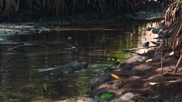 トロピカルジャングルでトカゲを監視する アクション ジャングルの川沿いを歩いている大きな野生のトカゲ 危険な捕食者と野生の熱帯ジャングルをハイキング — ストック動画
