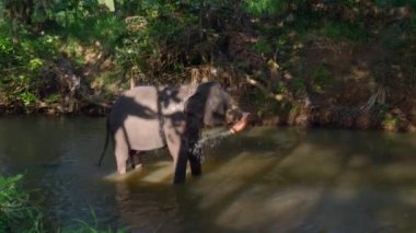 Fil, Güney Afrika 'daki Ulusal Park' ta bir gölette banyo yapıyor. Başla. Vahşi dünyayı keşfetmek, seyahat kavramı