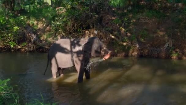 Elefanten Baden Einem Teich Südafrikanischen Nationalpark Handeln Die Erforschung Der — Stockvideo