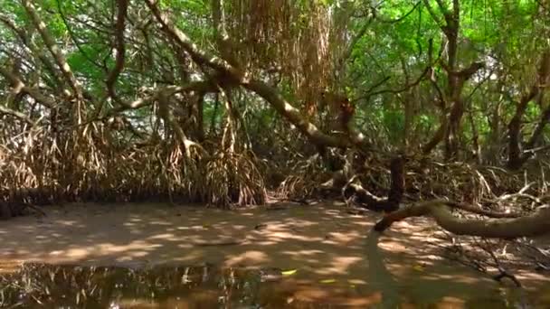 Bellissimi Alberi Tropicali Nel Fiume Paludoso Azione Raggi Solari Fanno — Video Stock