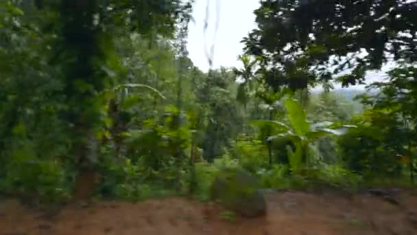 Passando Pela Floresta Com Vegetação Tropical Exuberante Acção Conceito Viagem — Vídeo de Stock