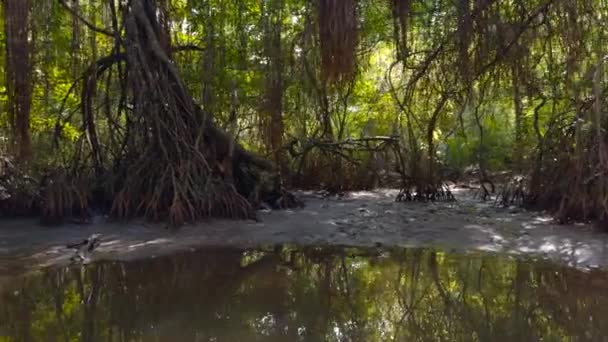 Fiume Nella Foresta Pluviale Dell Australia Azione Fiume Calmo Giungle — Video Stock