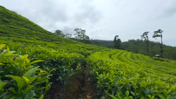 Jovens Folhas Chá Verde Nos Arbustos Chá Acção Folhas Chá — Vídeo de Stock
