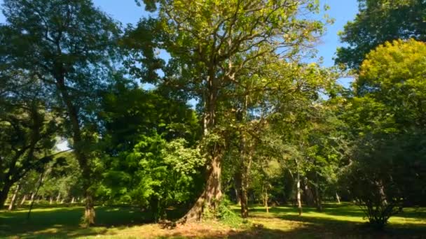 在一个阳光灿烂的日子穿过魔法森林 阳光透过绿树的枝条射了出来 — 图库视频影像