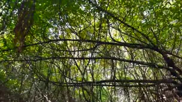 Pohybuje Tropickým Lesem Velkými Stromy Zelenými Korunami Akce Nízký Úhel — Stock video