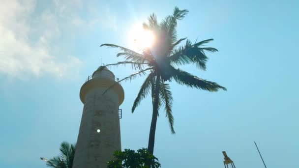 Низкий Угол Обзора Красивой Башни Пальмы Против Голубого Облачного Неба — стоковое видео