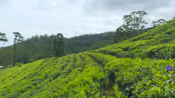 Vista Panorâmica Dos Campos Chá Taiwan Acção Plantações Chá Encosta — Vídeo de Stock