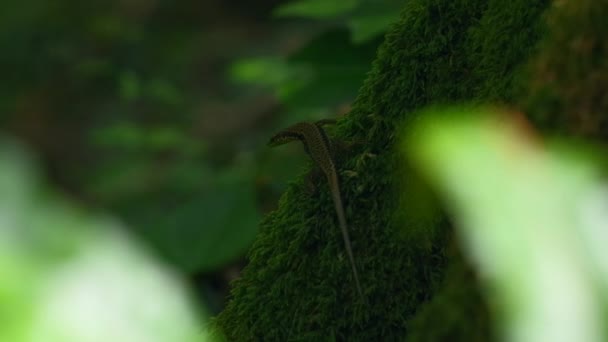 Κοντινό Πλάνο Σαύρας Κορμό Δέντρου Βρύα Δημιουργικό Φυσικό Φόντο Πράσινο — Αρχείο Βίντεο