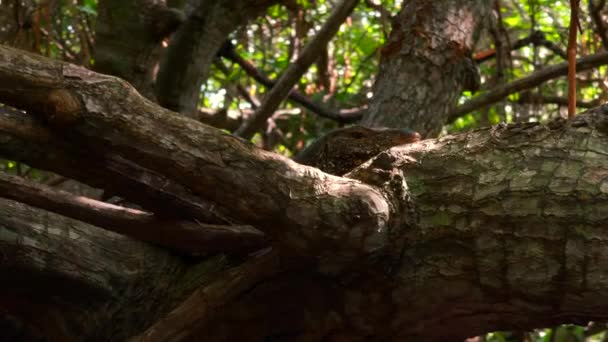 Träskskogar Våtmarker Begreppet Djurliv Och Biologisk Mångfald Börja Närbild Träd — Stockvideo