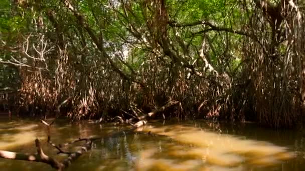 Bosques Pantanosos Humedales Concepto Vida Silvestre Biodiversidad Acción Agua Sucia — Vídeo de stock