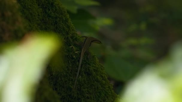 Avvicinamento Lucertola Tronco Albero Muschiato Creativo Sfondo Naturale Con Natura — Video Stock