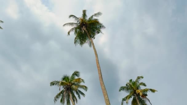 Bujne Zielone Palmy Przeciwko Chmurze Nieba Akcja Roślinność Tropikalnej Wyspie — Wideo stockowe