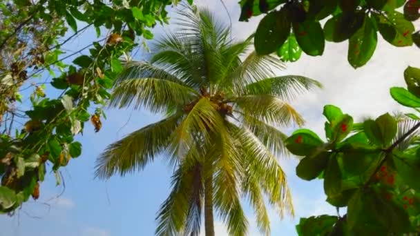 热带丛林森林里的棕榈树 阳光灿烂 绿叶在风中摇曳 — 图库视频影像