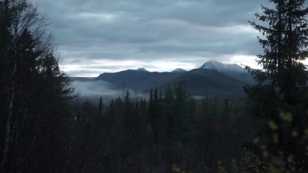 Árvores Verdes Floresta Com Nevoeiro Montanhas Clipe Outono Paisagem Fria — Vídeo de Stock