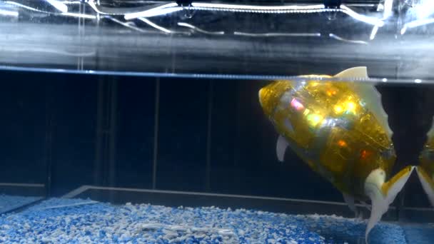 水族館のロボット魚 メディア 水で光るロボット魚の人工バージョン 水槽に人工知能を搭載したロボット魚 — ストック動画