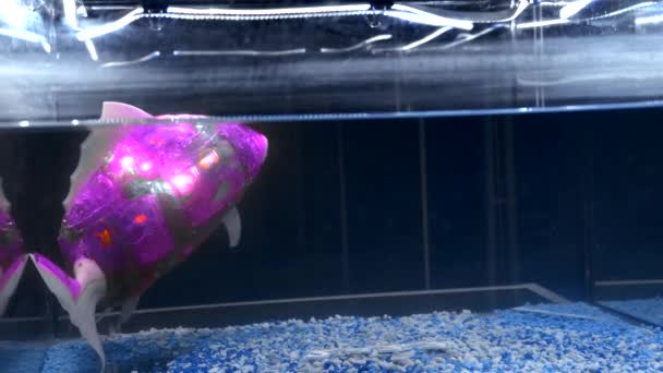 水族馆里的一条机器人鱼媒体 人造机器人鱼在水里发光 水族馆中具有人工智能的机器人鱼 — 图库视频影像