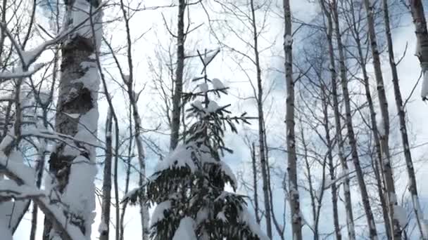 Ágakon Téli Vadonban Csípés Táj Fagyott Természet Egy Napsütéses Napon — Stock videók