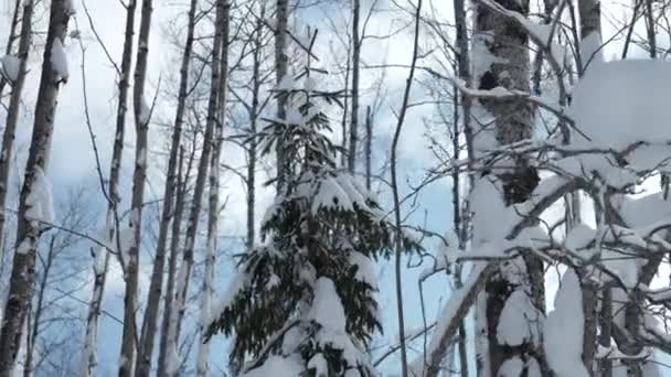 冬の野生の森の枝に雪が降っている クリップ 晴れた日の凍った自然の風景 — ストック動画