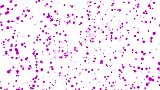 Анимация Пузырями Движущимися Вверх Белом Фоне Дизайн Цветные Пузыри Поднимаются — стоковое видео