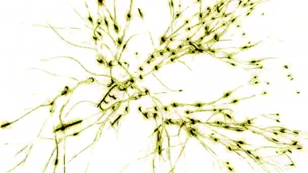 Animation Der Aktivität Von Neuronen Und Synapsen Design Elektrische Impulse — Stockvideo