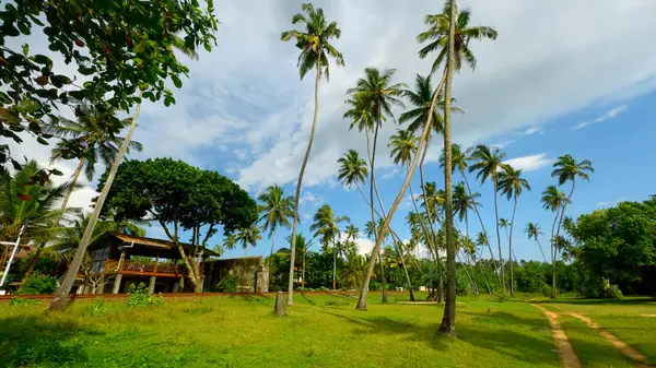 Natural landscape of palm trees and green bright grass. Action. Beautiful cottage and summer countryside landscape