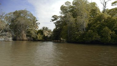 Vahşi tropikal yağmur ormanlarındaki mangrovlar boyunca nehirde yüzen tekneden ilk kişi görüntüsü. Başla. Yeşil çalılar, ağaçlar ve kirli nehir.