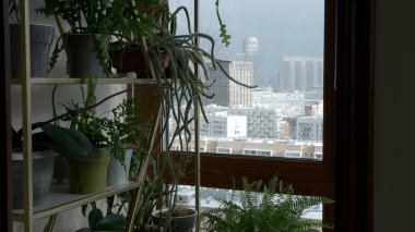 Pencerenin yanındaki raflardaki birçok bitkiyi kapatın. Yaratıcı, Ev dekorasyonu konsepti