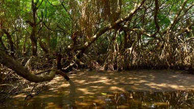 Avustralya 'nın yağmur ormanlarındaki nehir. Başla. Sıcak yaz bölgesinde sakin nehir ve ormanlar
