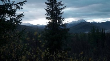 Ormanda sisli ve dağlı yeşil ağaçlar. Şarjör. Orman vadisiyle sonbahar soğuk manzarası