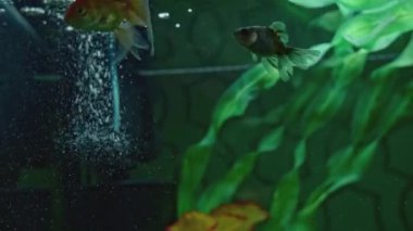 Ev akvaryumundaki balıklara yakın çekim. Yaratıcı. Cam akvaryumdaki ev sualtı dünyası. İçerideki temiz akvaryumda evcil hayvan balığı.. 