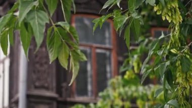 Geleneksel Rus ahşap mimarisinin detayları. Stok görüntüleri. Eski ahşap ev oymalar, süslemeler ile süslenmiş.
