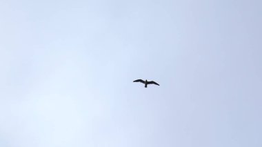 Gökyüzünde uçan martıların güzel manzarası. Şarjör. Bulutlu gökyüzünde uçan martı. Arka planda bulutlu gökyüzünde güzel bir özgür martı uçuşu..