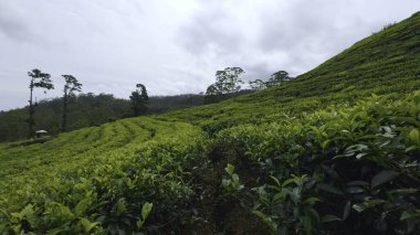 Yeşil çalıları olan çay tarlalarında güzel patikalar. Başla. Yeşil çay çalılarının arasındaki toprak izleri. Çay tarlalarında güzel bir yürüyüş..