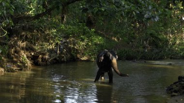 Nehirde banyo yapan güzel, oyuncu bir fil. Başla. Tropik yeşil orman ve kirli kahverengi nehir