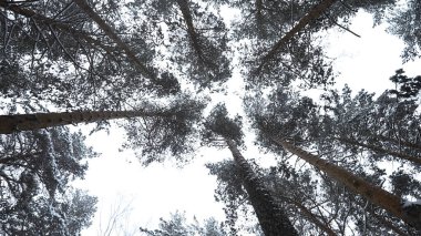 Kış ağaçlarının baş döndürücü manzarası. Medya. Kış ormanlarındaki ağaç taçlarının altından güzel bir manzara. Kışın ağaçların güzel dönüşümlü manzarası.