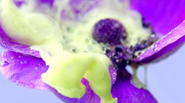 Açık sarı mürekkepli mor şakayık çiçeği tomurcuğu su altında yayılıyor. Stok görüntüleri. Bir çiçeğin etrafına yayılan mürekkep bulutları