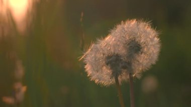Batan güneşin arka planında güzel karahindibalar. Yaratıcı. Güneşli yaz otlaklarında karahindiba. Yaz çayırları ve bitkileri.