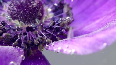 Baloncuklu parlak mor çiçeğin yakın çekimi. Stok görüntüleri. İzole edilmiş arka planda kabarcıklar olan berrak suda güzel bir çiçek. Suyun altındaki kabarcıklar dalgalanan çiçekler..