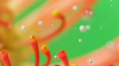 Suyun altındaki çiçek desenlerine yakın çekim. Stok görüntüleri. Parlak erkek organları olan egzotik bir bitki. Su altında kabarcıklı güzel bir bitki.