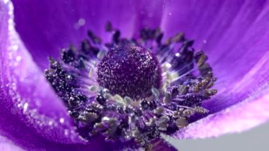 Mor, güzel bir çiçek, tock görüntüsü. Suya sarılı büyük bir çiçek ve onu makroyla saran kabarcıklar. Yüksek kaliteli FullHD görüntüler