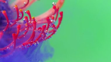 Su altına yerleştirilmiş çarpıcı, koyu pembe, sıra dışı bir çiçeğe aşırı yakın çekim. Stok görüntüleri. Leylak mürekkepli Drosera çiçeği