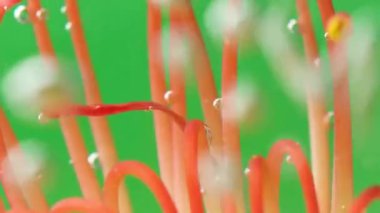 Bir çiçeğe boya püskürtülen makro fotoğrafçılık. Stok görüntüsü. Bir çiçeğin resim çekiminde yer aldığı parlak yeşil bir arka plan. Yüksek kalite 4k görüntü