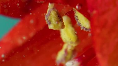 Suyun altındaki çiçeğe baloncuk yakın plan. Stok görüntüleri. Güzel kabarcıklar sudaki çiçekler üzerinde hareket eder. Baloncuklar ve berrak sulardaki çiçekler..