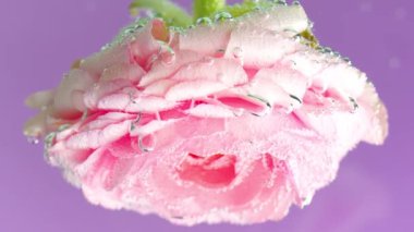 Su altında baş aşağı duran bir gül çiçeğinin makro görüntüsü. Stok görüntüleri. Mor bir arka planda, yumuşak çiçek açan