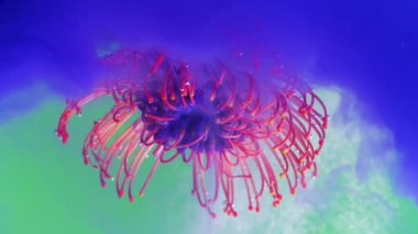 Suda mürekkep ve kabarcıklarla çiçek. Stok görüntüleri. Suyun altında renkli mürekkeple egzotik bir çiçek. Narin mürekkeple berrak sularda eriten güzel bir tomurcuk..